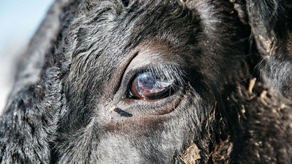 La Panes: Wagyu-Fleisch aus Südtirol