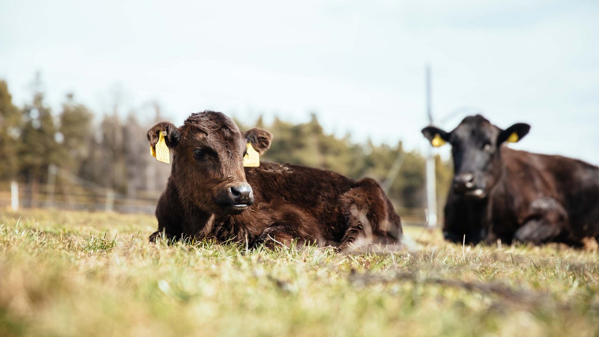 La Panes: Wagyu-Fleisch aus Südtirol