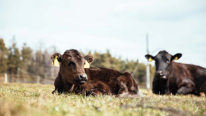 La Panes: Wagyu-Fleisch aus Südtirol