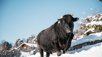 La Panes: Wagyu-Fleisch aus Südtirol