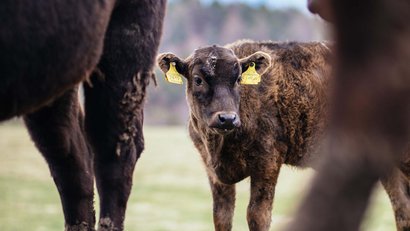 La Panes: Wagyu-Fleisch aus Südtirol