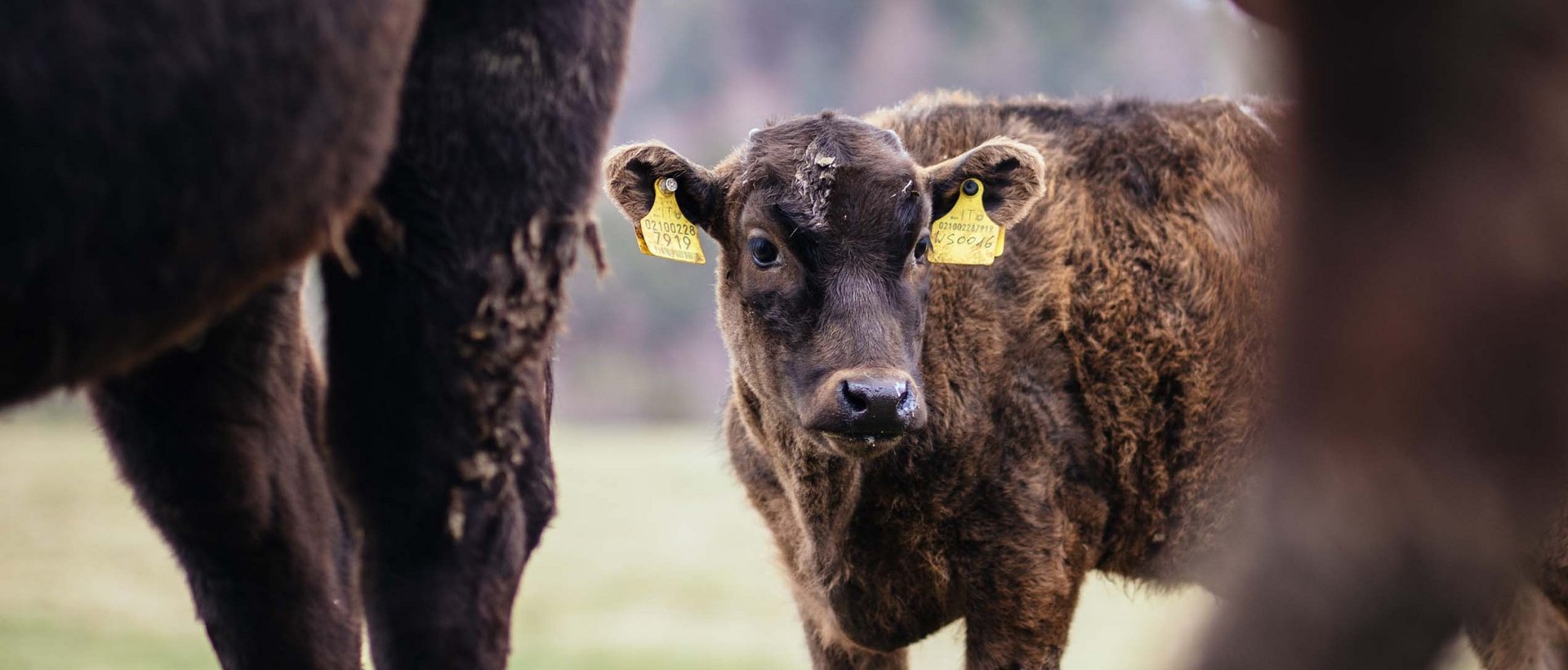 La Panes: Wagyu-Fleisch aus Südtirol