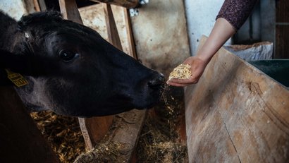 La Panes: Wagyu-Fleisch aus Südtirol